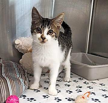 Photo of Kabocha