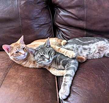 Photo of Ginger Snap and Oreo