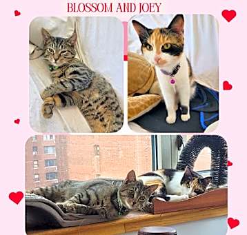 Photo of Blossom and Joey - a 90’s sitcom kitten duo!