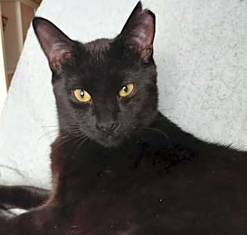 Photo of Koro