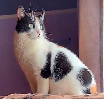 Photo of Amaya *FELV+*