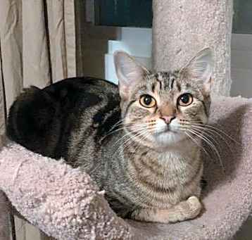 Photo of Anise