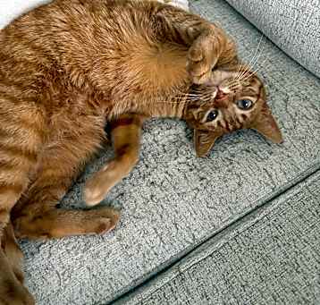 Photo of Marvin
