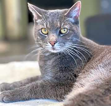 Photo of Shimmer