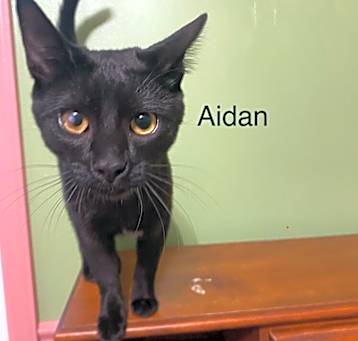 Photo of Aidan