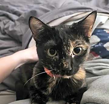 Photo of Neziko