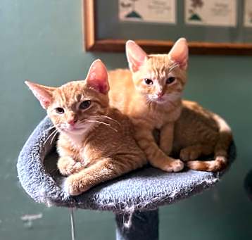 Photo of Weasley