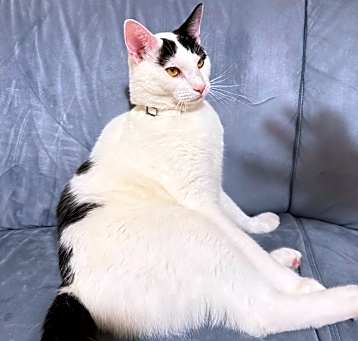 Photo of King