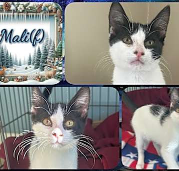 Photo of Mali