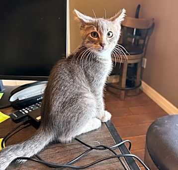 Photo of Toby