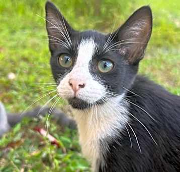 Photo of Lady