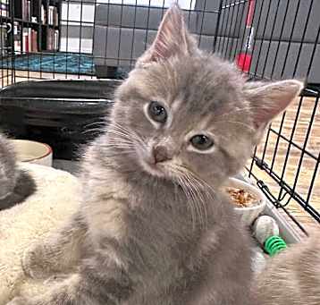 Photo of Gala (bonded with Pixie)