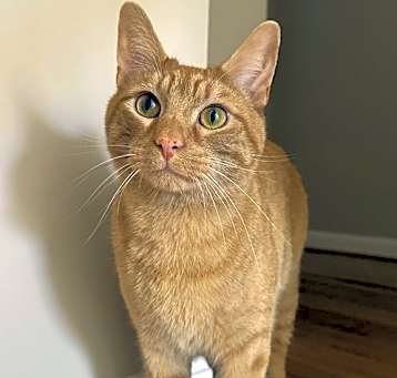 Photo of Finneas
