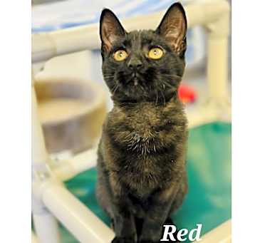 Photo of Red