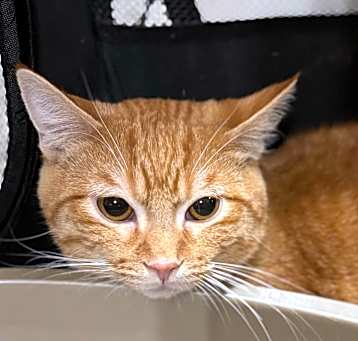 Photo of Oliver