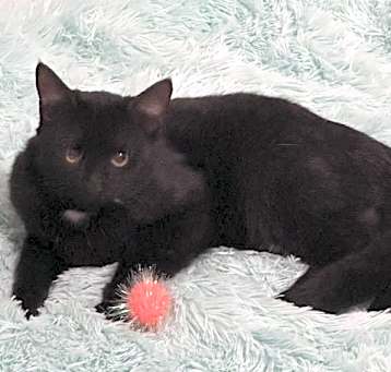 Photo of Bing