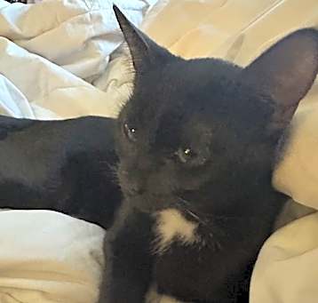 Photo of Onyx
