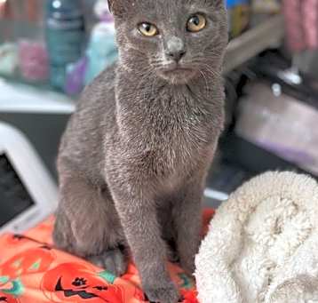 Photo of Smokie