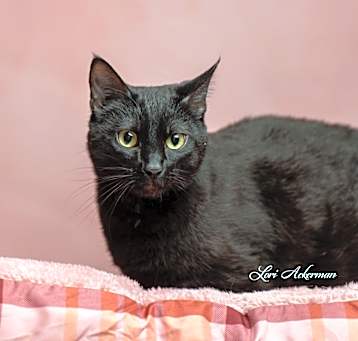 Photo of Sable