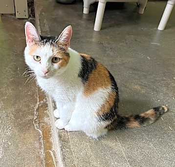 Photo of Mochi 2