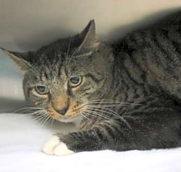 Photo of Mittens