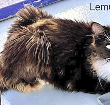 Photo of Lemur