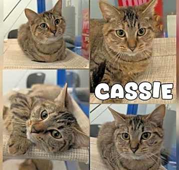 Photo of Cassie