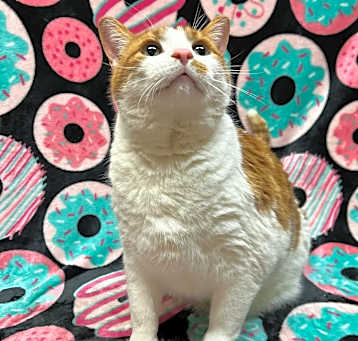 Photo of Big Mac