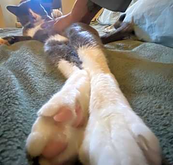 Photo of Pip/Pipothy
