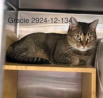 Photo of 2024-12-134 *Gracie*