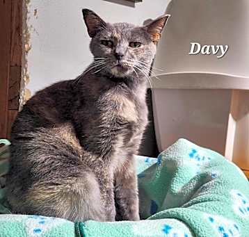 Photo of Davy