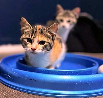 Photo of Nala