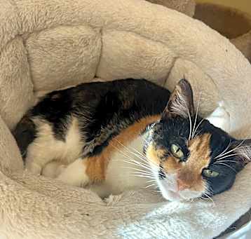 Photo of Taffy