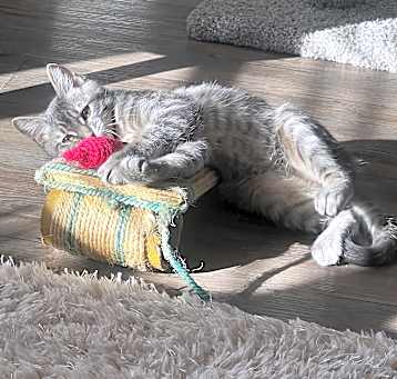 Photo of Boo