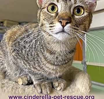 Photo of Tilly