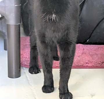 Photo of Ebony (Little girl)