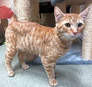 Photo of Ginger