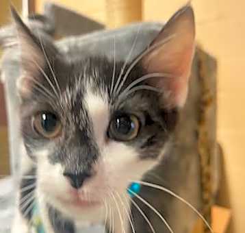 Photo of Rorschack