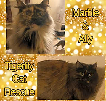 Photo of Marble & Ally (Bonded Pair)