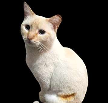 Photo of Ronni