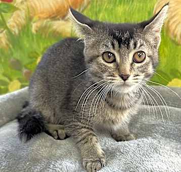 Photo of Suki