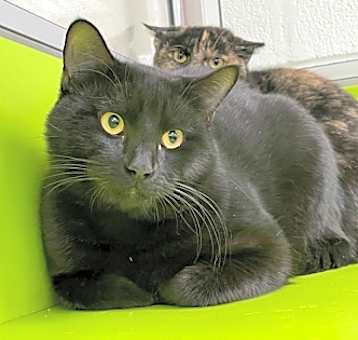 Photo of WASABI