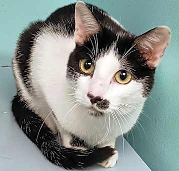 Photo of Goose
