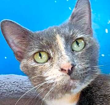 Photo of Melody