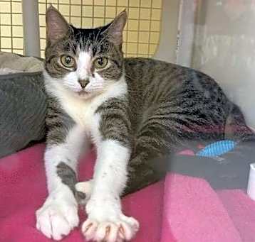 Photo of Clover