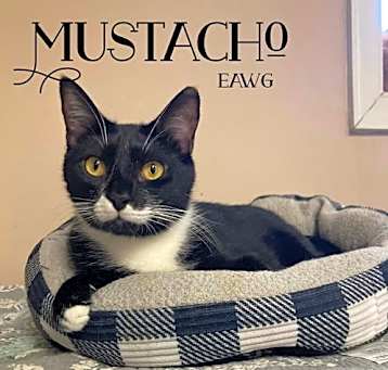 Photo of Mustacho