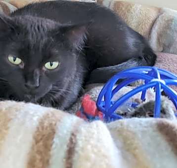Photo of Midnight
