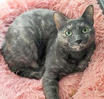 Photo of Peaches