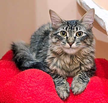Photo of Kala