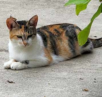 Photo of CaliCoCo